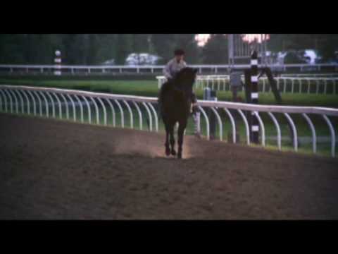 Tribute to the Black Stallion - Last of the Wilds