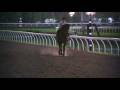 Tribute To The Black Stallion Last Of The Wilds
