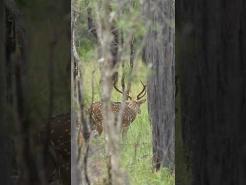3, 2, 1, BANG! 💥Chital Stag Rifle Hunt