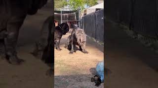 Download lagu neapolitan mastiff//bull mastiff dogs//neapolitan mastiff in india mp3