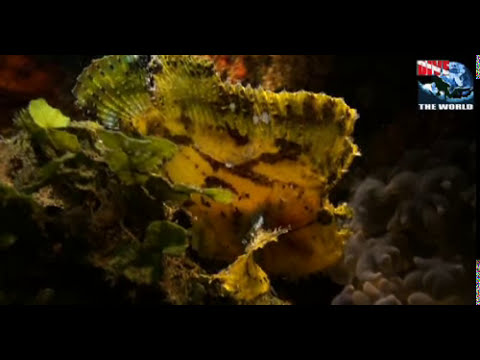 WAOW Indonesia liveaboard: Diving Komodo and Raja Ampat