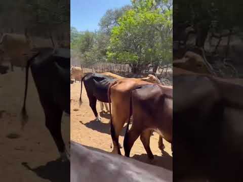 23 Novilhas de linhagem Leiteira:2.600 reais cada em Pombal/Paraíba. Whatsapp 84 99810 2784.* #gado