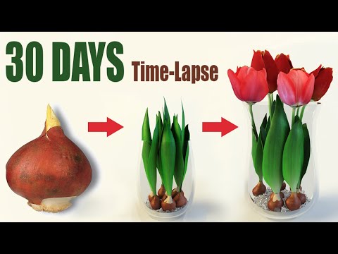 , title : 'Tulips From Bulbs in Water 💦🌷 Time Lapse'