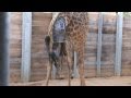 Giraffe Birth Close Up See Every Step Of Asali S Birth At The Houston Zoo
