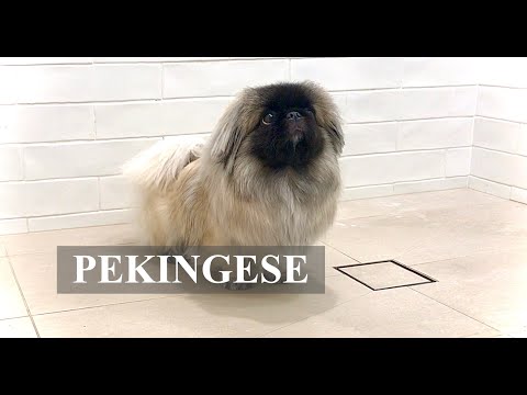 , title : 'HOW TO TAKE CARE OF A PEKINGESE COAT?'