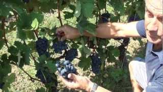 preview picture of video 'Live from the vineyard with Roberto Voerzio - puntata 6'