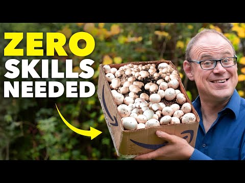 How to Grow Mushrooms in a Cardboard Box (Zero Skills Needed)