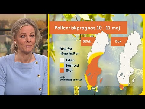 Höga pollenhalter – ”Har nästan exploderat ute i naturen” | Nyhetsmorgon | TV4 & TV4 Play