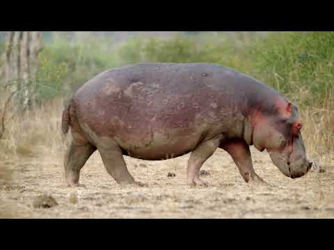 Africas Hunters S1E2 | A Leopard’s Last Stand: Kamuti Faces Her Fiercest Rival