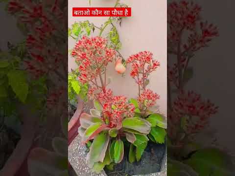 flower #flower #shorts