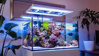 The CLEANEST Reef Tank I&#39;ve Ever Seen