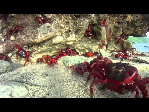 Christmas Island Crab Spawning 2010 GoPro