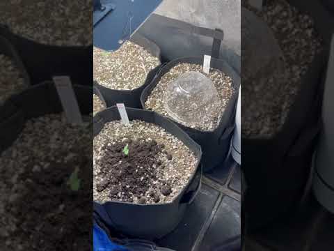 The Cannabis Dojo- 2/27/21 Week 2- First Feeding