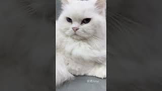 牽好貓貓才不會走丟哇 #安希 #anxi #tiktok #Anxi