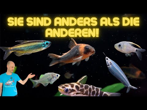 Die schönsten und interessantesten Aquarienfische aus unserer Anlage - Teil 1 | Block 8-9