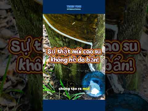 SỰ THẬT VỂ MÙI CAO SU