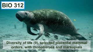 Diversity of life (9), selected placental mammal orders, monotremes, and marsupials