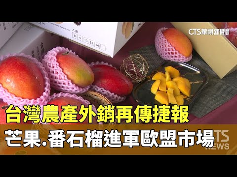 台灣農產外銷再傳捷報　芒果.番石榴進軍歐盟市場