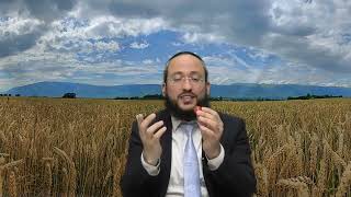 ארץ חמדה |כיצד מפרישים תרומות ומעשרות הלכה למעשה | הרב אברהם חדאד (מוסדות כיסא רחמים) - התמונה מוצגת ישירות מתוך אתר האינטרנט יוטיוב. זכויות היוצרים בתמונה שייכות ליוצרה. קישור קרדיט למקור התוכן נמצא בתוך דף הסרטון