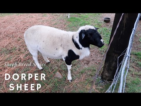 , title : 'Dorper Sheep - Sheep Breed Series'