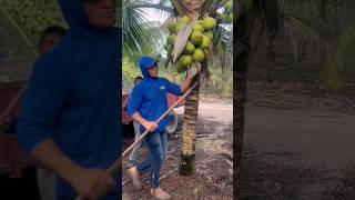 Download lagu Easy to harvest young coconuts mp3 Download lagu Easy to harvest young coconuts mp3