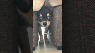 チワワ、子犬の時の思い出。 #犬との暮らし #chihuahua #dog