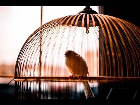 Lindsey Stirling -  Song of the caged Bird