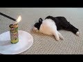 Waking a sleeping rabbit with a firecracker