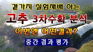 [텃밭농부 1,627]  곁가지 실험재배 고추 3차수확. 이번에는 어떤 결과? #고추재배