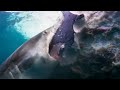 Sharks Feast On Whale Blue Planet II BBC Earth