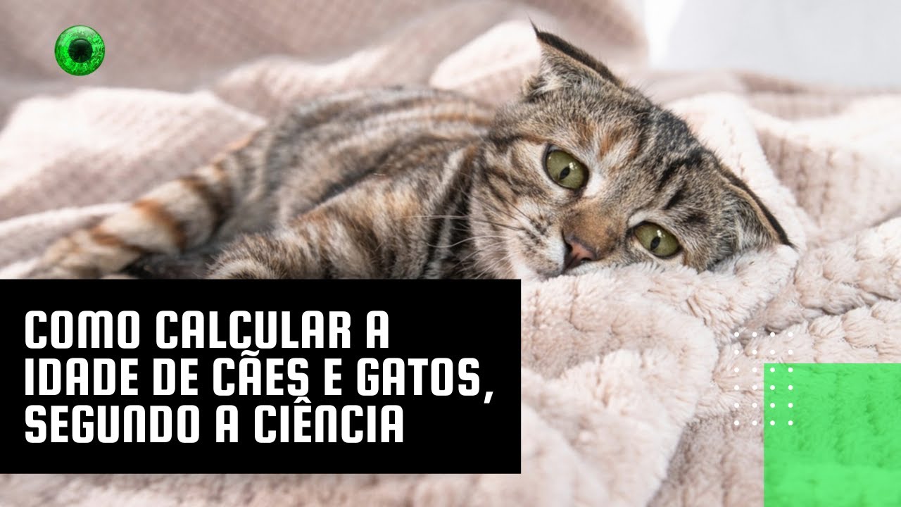 Como calcular a idade de cães e gatos, segundo a ciência