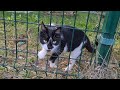 Cute Tuxedo Cat Living In The Park