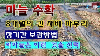[텃밭농부 1,908]  마늘 수확. 8개월의 긴 재배 마무리. 말리고 저장하는 방법. #마늘재배