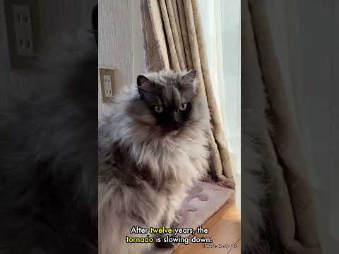 AI制作の猫ショート動画
