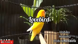 Download lagu Masteran!! Burung Lovebird ngetik dan kongslet ngeke panjang bikin lawan emosi 💯% ampuh mp3 Download lagu Masteran!! Burung Lovebird ngetik dan kongslet ngeke panjang bikin lawan emosi 💯% ampuh mp3