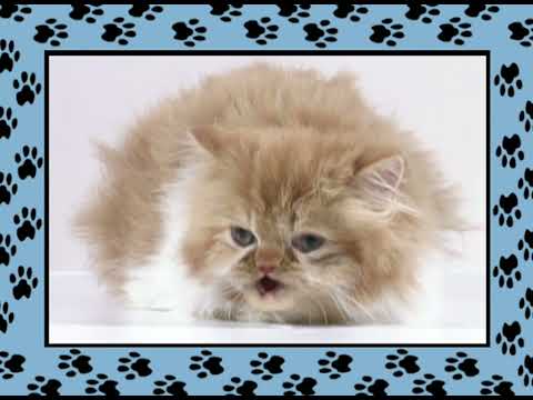 Xuxa - Não Atire o Pau no Gato (Vídeo Oficial - XSPB 3)