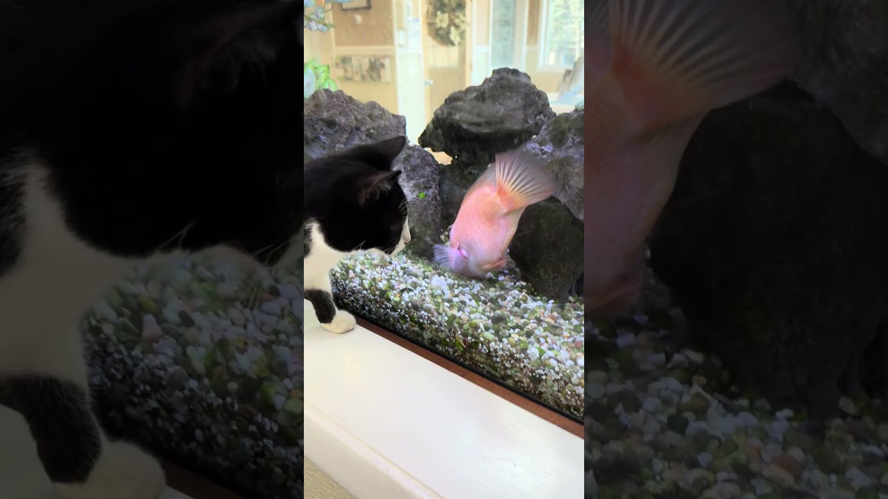 Enlarge Neutron, a ADOPTABLE mixed breed in New York, NY video 5/5