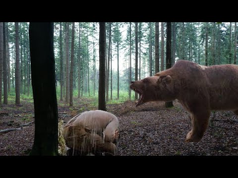 The Most NOTORIOUS Bear Attack In Alaskan History