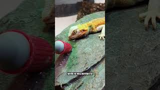 My Bearded Dragon Is Dying!! (Part 44) 😰🦎#shorts