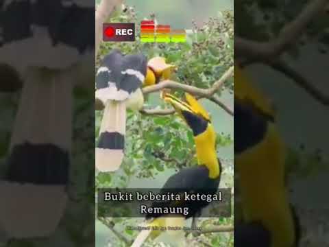 JAKU LALAU IBAN ARI SARAWAK NGAGAI SEMUA BANSA IBAN