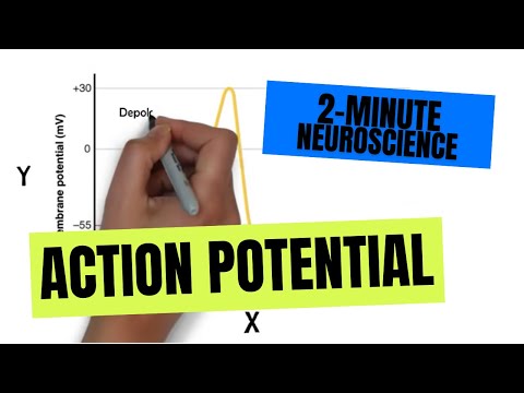 2-Minute Neuroscience: Action Potential