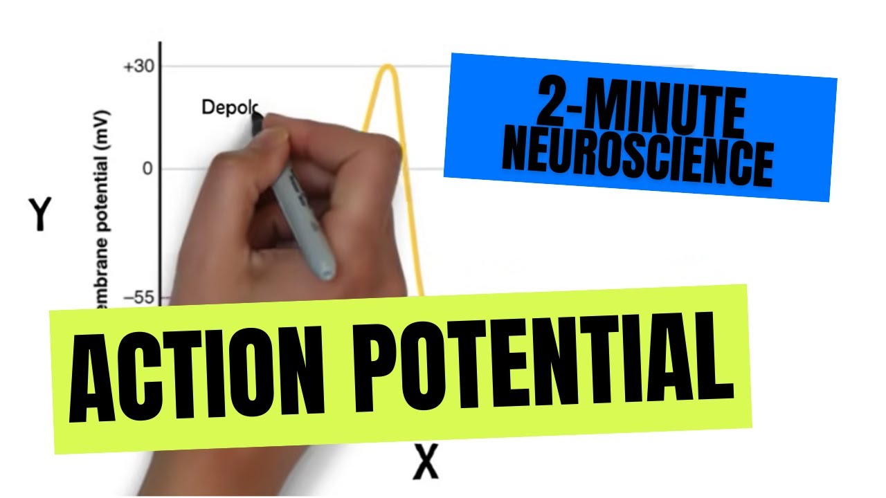 2-Minute Neuroscience: Action Potential