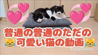 まったり可愛い猫動画