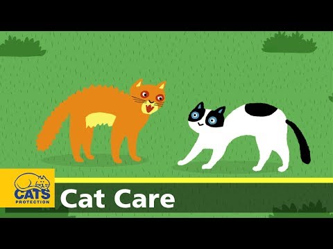 Male cat care: why should I get my cat done?