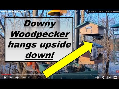 Woodpecker discovers upside-down suet feeder!
