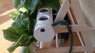 Hydroponics for beginners