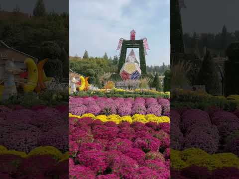 [2024 천만송이 국화축제 행사장 미리 둘러보기!]