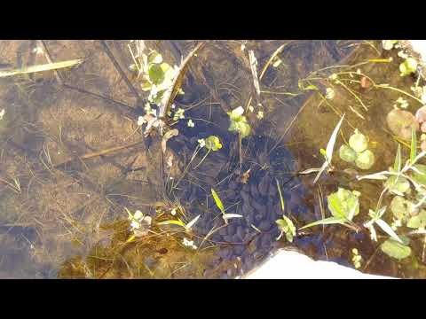 Tadpoles Gathering in Large Numbers | Amazing Pond Life Video
