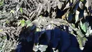 Miniatura do vídeo
