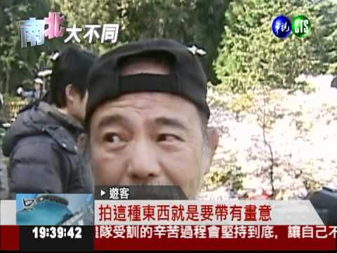 5千株櫻花綻放 阿里山小火車開動